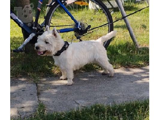 PoulaTo: Westi terrier - ενήλικο αρσενικό